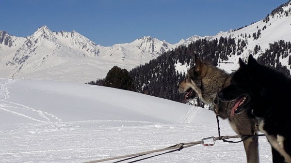 Chiens Traineaux.jpg