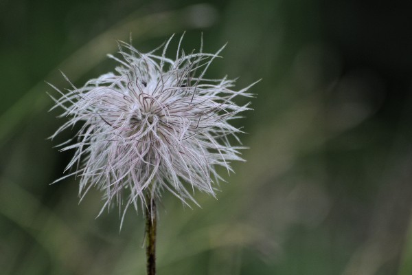 DSC_7146.jpg